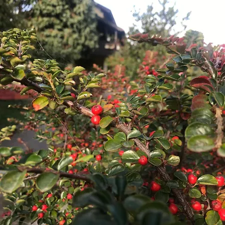 Garden's - Daire Kosjeric